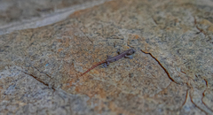 Hemiphyllodactylus typus