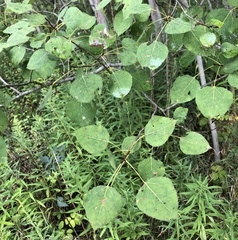 Populus tremuloides