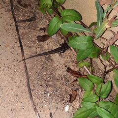 Plestiodon inexpectatus