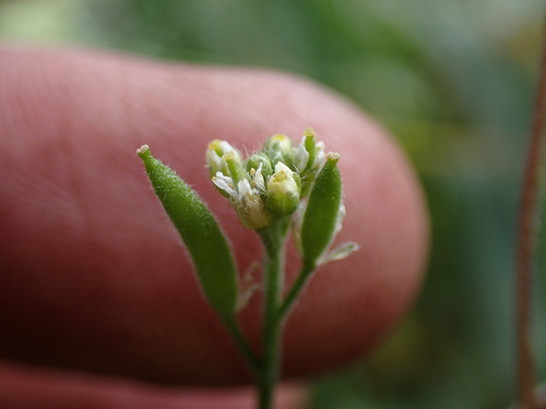 Image of Draba praealta by (c) Martin Purdy, some rights reserved (CC BY)