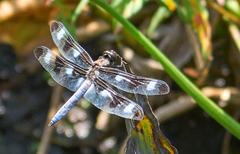 Libellula pulchella