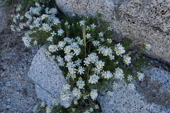 Leptosiphon pachyphyllus