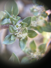 Guilleminea densa