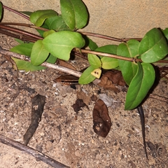 Plestiodon inexpectatus