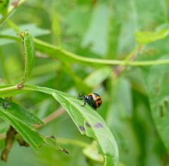 Labidomera clivicollis