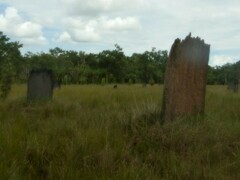 Amitermes meridionalis