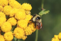 Bombus ternarius