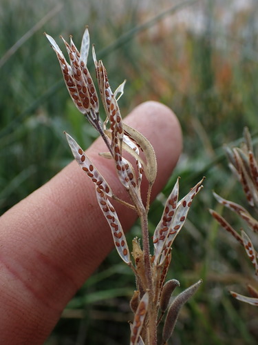 Image of Draba praealta by (c) Martin Purdy, some rights reserved (CC BY)