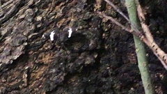 Trichodezia albovittata