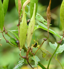 Labidomera clivicollis
