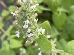 Nepeta cataria