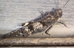 Trimerotropis verruculata