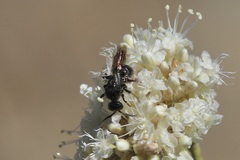Tiphiinae