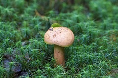 Chalciporus piperatus