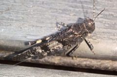 Trimerotropis verruculata