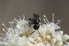 Tiphiinae
