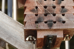 Ancistrocerus antilope