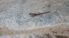 Hemiphyllodactylus typus