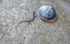 Hemiphyllodactylus typus