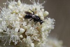 Tiphiinae