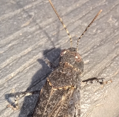 Trimerotropis verruculata