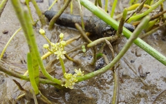 Lilaeopsis occidentalis