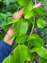 Coccoloba microstachya