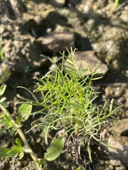 Ipomoea quamoclit