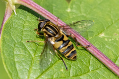 Helophilus fasciatus