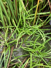 Lilaeopsis occidentalis