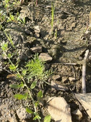 Ipomoea quamoclit