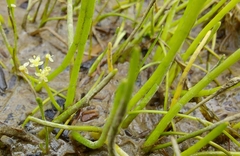 Lilaeopsis occidentalis