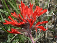 Castilleja chromosa