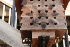 Ancistrocerus antilope