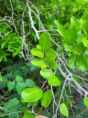 Coccoloba microstachya