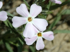 Phlox longifolia