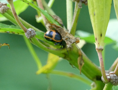 Labidomera clivicollis