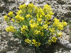 Physaria didymocarpa