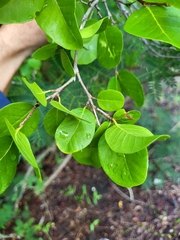 Coccoloba microstachya