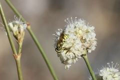 Philanthus multimaculatus