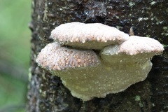 Fomitopsis ochracea
