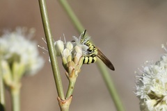 Philanthus multimaculatus
