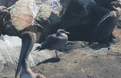 Larus heermanni