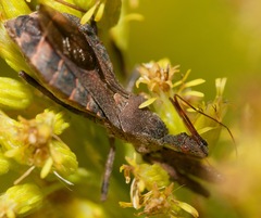 Acholla multispinosa
