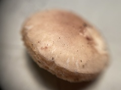 Leccinellum albellum