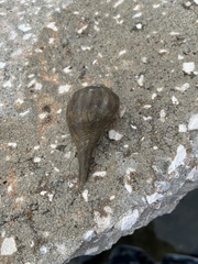 Fulguropsis pyruloides