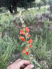 Sphaeralcea fendleri