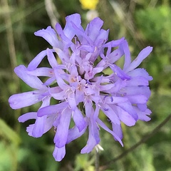 Knautia arvensis