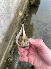 Fulguropsis pyruloides