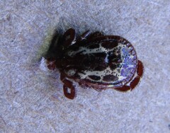 Dermacentor variabilis